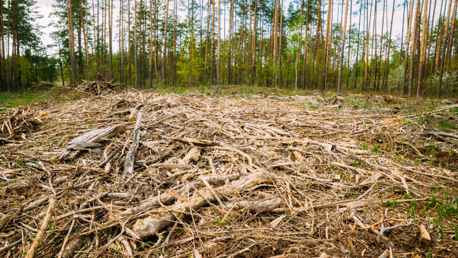 service forestry mulching work